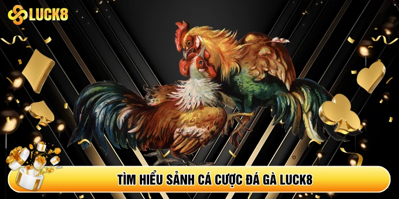 Đá Gà Luck8 - Sân Chơi Hội Tụ Chiến Kê Top Đầu Châu Á - Kamepo